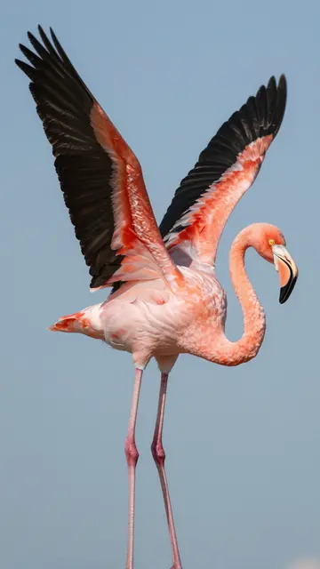 A pink flamingo holds its wings spread open against a clear light blue sky.