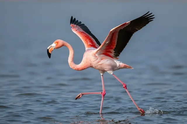A pink flamingo with spread wings runs across calm shallow water to take flight, creating small splashes.