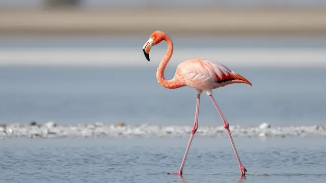 A pink flamingo mid-stride walks through calm shallow salt flat water under soft light