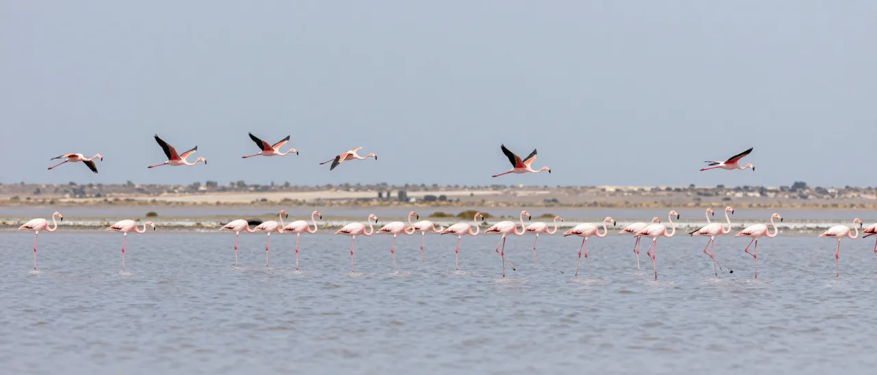 Pink flamingos stand in shallow salt lake water while others fly overhead under a pale hazy sky