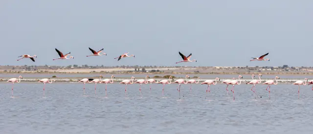 Pink flamingos stand in shallow salt lake water while others fly overhead under a pale hazy sky