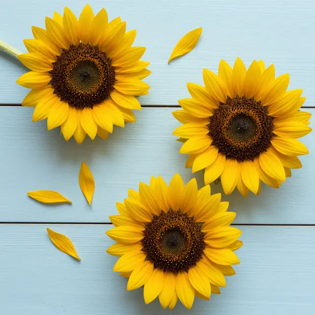 Three sunflower heads and loose yellow petals arranged on a pale blue painted wooden table, viewed from above