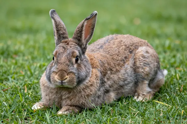 A large fluffy brown and gray flemish giant rabbit rests on green grass looking toward the camera.