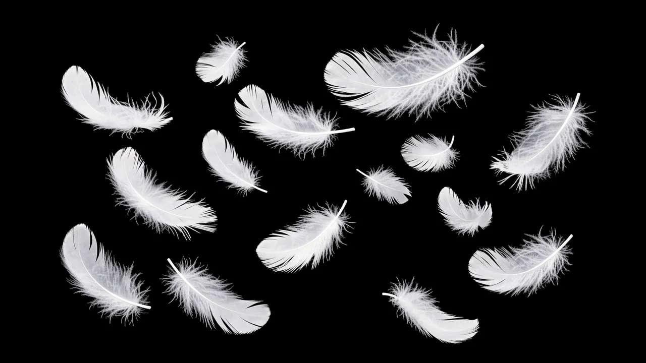 Soft white down feathers drift gently across a solid pure black background