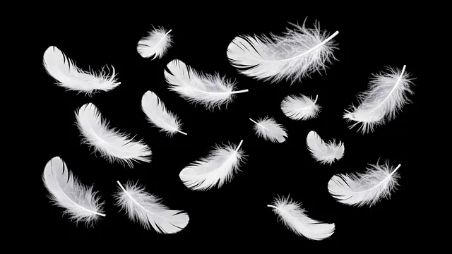 Soft white down feathers drift gently across a solid pure black background
