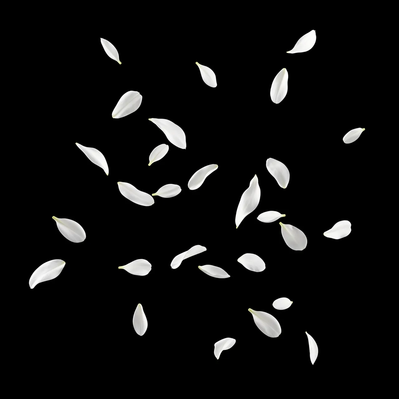 Delicate white flower petals appear to drift through the air against a solid pure black background