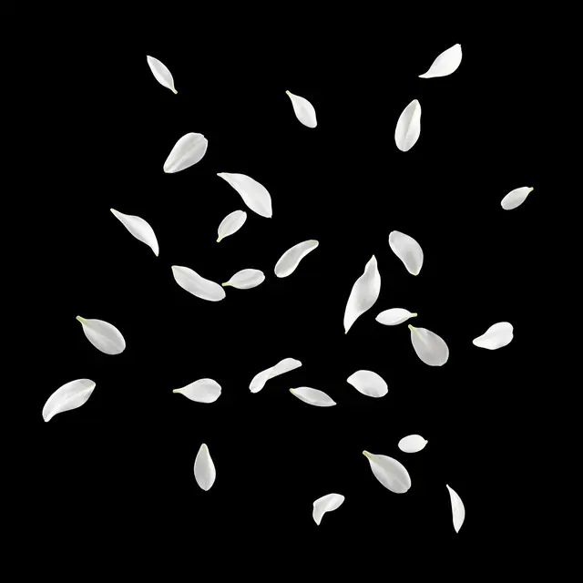 Delicate white flower petals appear to drift through the air against a solid pure black background