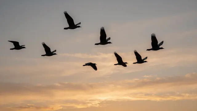 Silhouetted birds fly in formation across a soft warm sunset sky with wispy clouds
