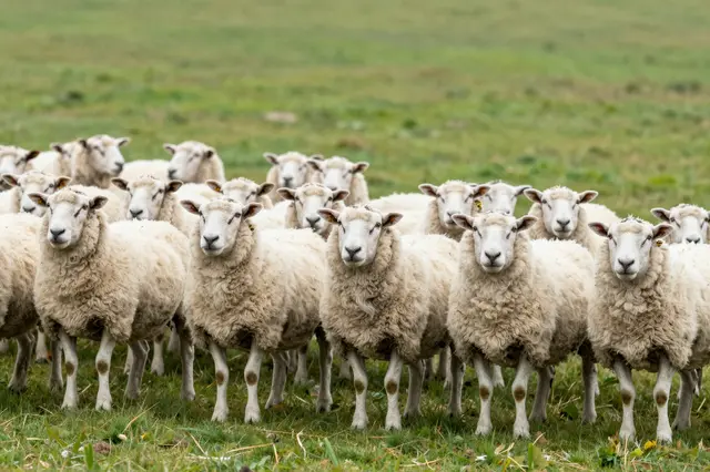 A crowd of woolly sheep stand facing the camera on a lush grassy hillside pasture