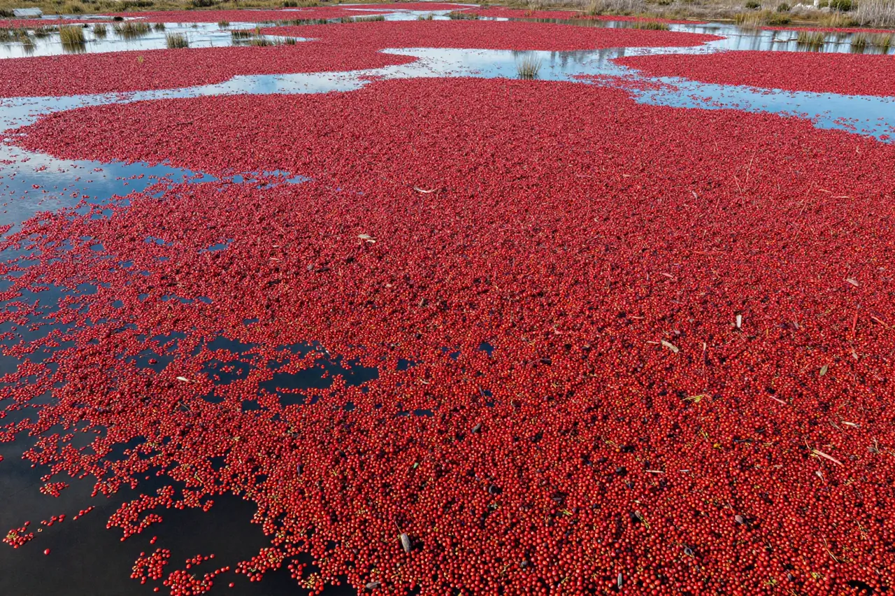 Aerial view of a flooded cranberry bog covered in dense floating red cranberries across dark water.