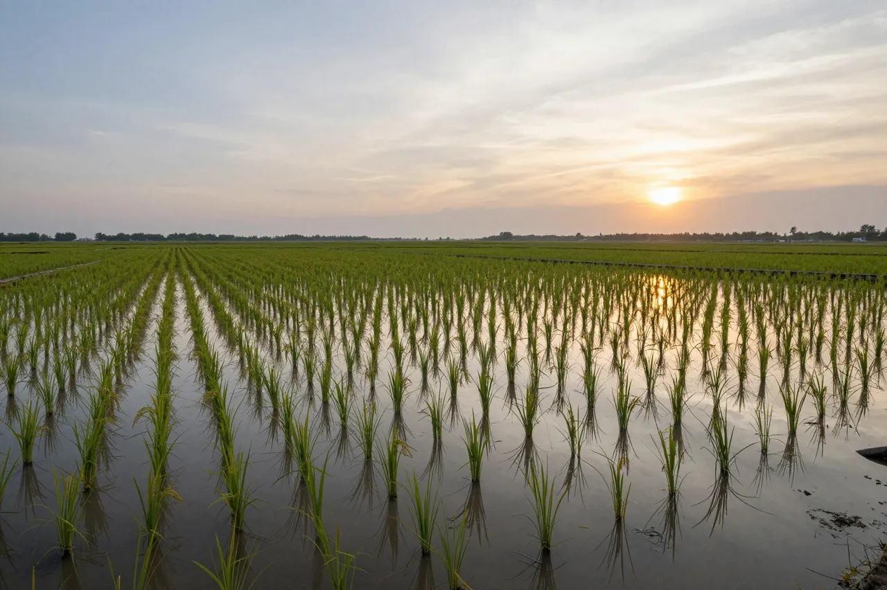 Rows of young rice plants stand in shallow flooded paddy water reflecting the setting sun across a rural landscape