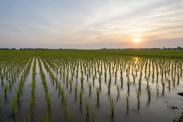 Rows of young rice plants stand in shallow flooded paddy water reflecting the setting sun across a rural landscape