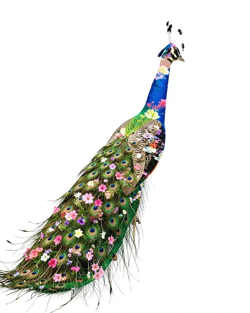Double exposure peacock blended with blooming flowers on a plain white background