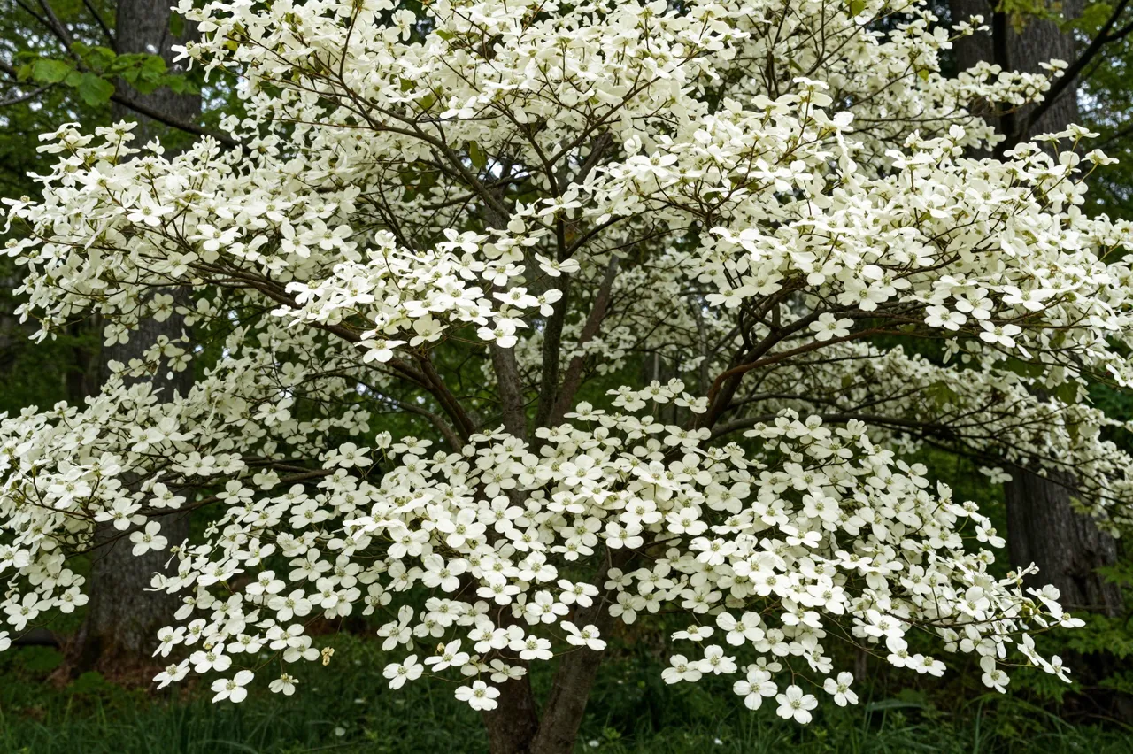 A dense white flowering dogwood tree grows in a shaded green forest understory