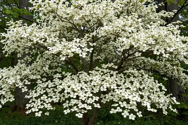 A dense white flowering dogwood tree grows in a shaded green forest understory