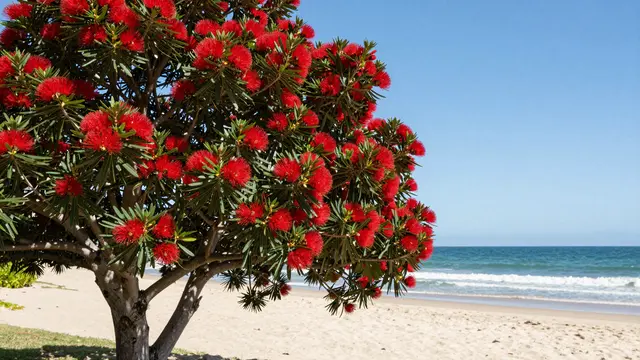 Red flowering pohutukawa tree stands beside a sunny sandy beach with turquoise ocean and clear blue sky.