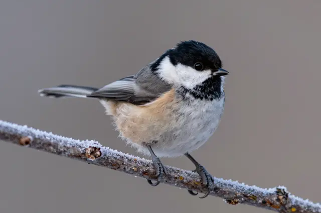 A fluffed black-capped chickadee perches on a thin frost-covered wooden branch against a soft blurred neutral background