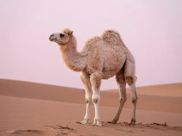 A fluffy pale baby camel stands on rippled sand under a soft pink morning sky