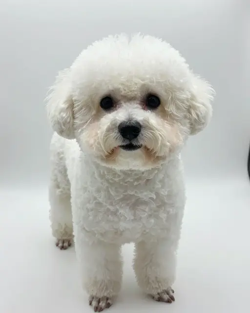 A well-groomed white bichon frise stands facing the camera on a plain white studio background.