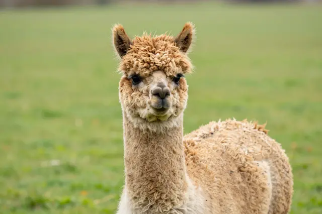 A fluffy brown alpaca with a curly topknot stands facing the camera in a green grassy paddock.