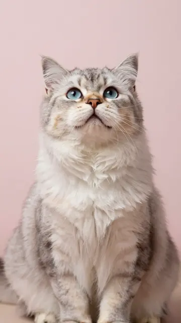 A fluffy long-haired cat with bright blue eyes sits looking upward against a soft pale pink background