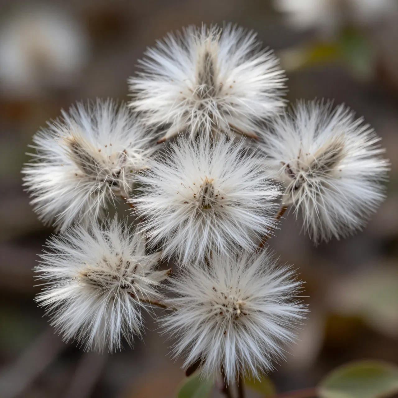 Close-up cluster of fluffy white clematis seed heads against a soft blurred natural background