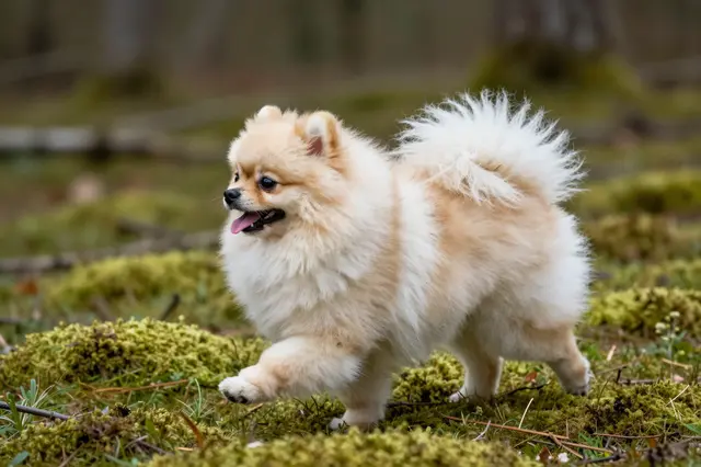 A fluffy cream Pomeranian trots side view across a mossy forest clearing with its tongue out.