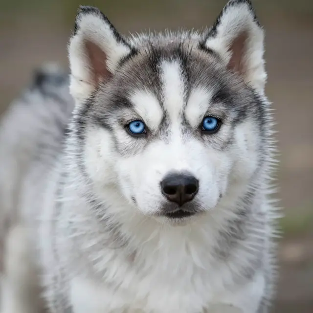 A close-up portrait of a fluffy Siberian husky puppy with bright blue eyes looking directly at the camera.