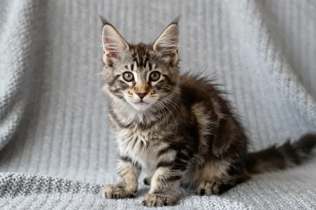 Tabby Maine Coon kitten with prominent ear tufts sits upright on a soft gray knitted blanket looking at the camera