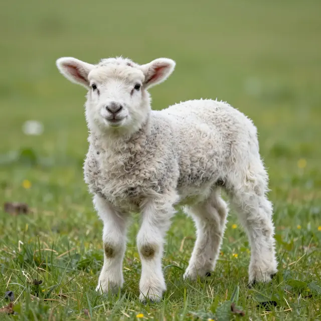 A fluffy white lamb stands facing the camera in lush green spring grass