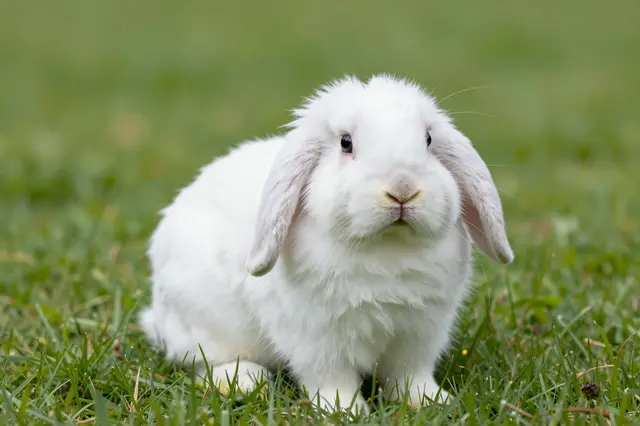 A fluffy white lop-eared rabbit sits calmly in lush green grass facing the camera