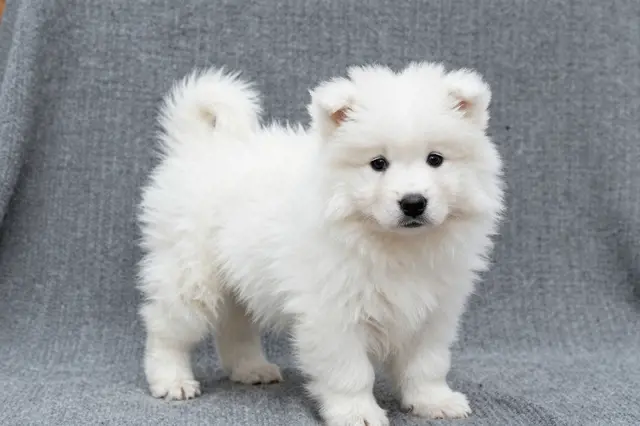 Fluffy white Samoyed puppy stands on a soft gray knitted blanket looking toward the camera.