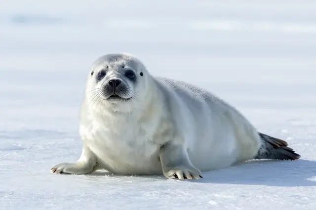A fluffy white arctic seal pup rests on smooth sunlit sea ice and looks directly at the camera