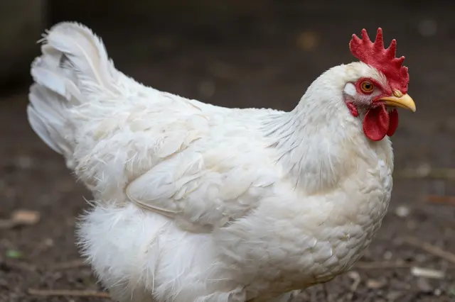 A fluffy white silkie chicken stands on dark textured dirt ground in profile view