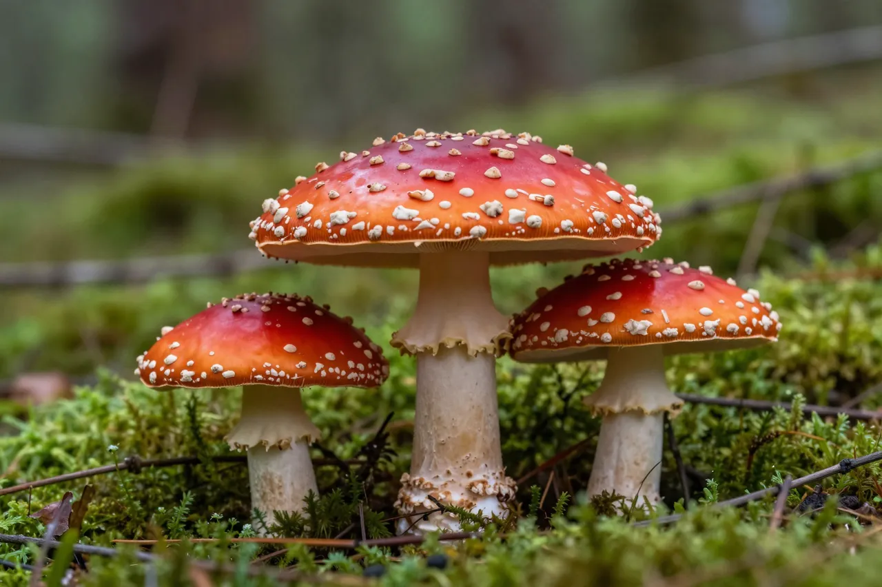 Three red spotted fly agaric toadstools growing on lush green moss in a forest