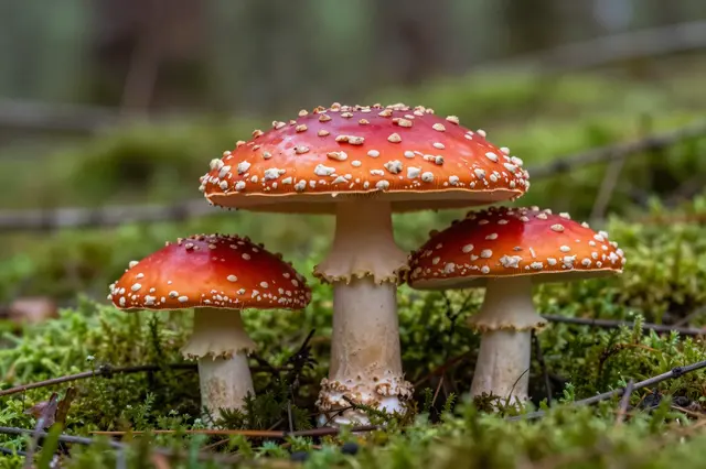 Three red spotted fly agaric toadstools growing on lush green moss in a forest
