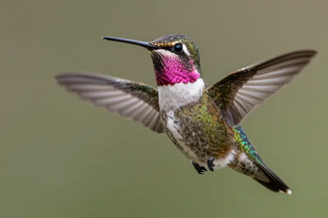 Close-up of an Anna's hummingbird hovering mid-flight with spread wings and a bright pink throat.