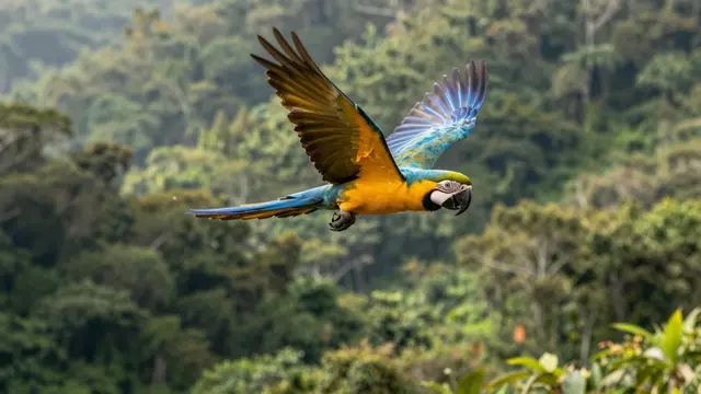 A blue-and-gold macaw flies with spread wings over a sunlit green rainforest valley