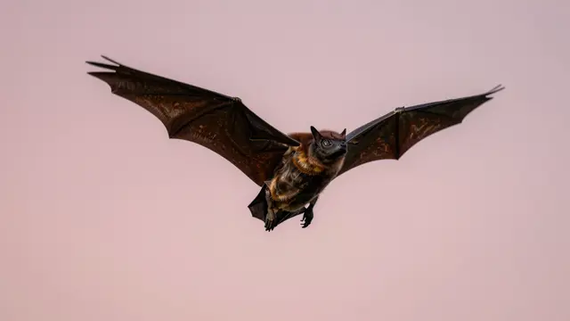 A flying fox with spread leathery wings flies against a soft pink dusk sky