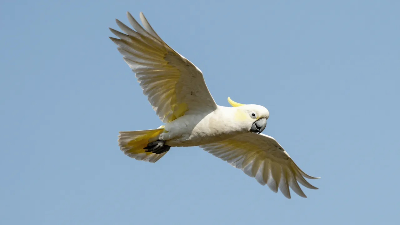 A sulphur-crested cockatoo flies with spread wings against a clear bright blue sky