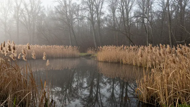 Still reflective pond bordered by dry reeds and bare trees under thick morning fog at gray dawn