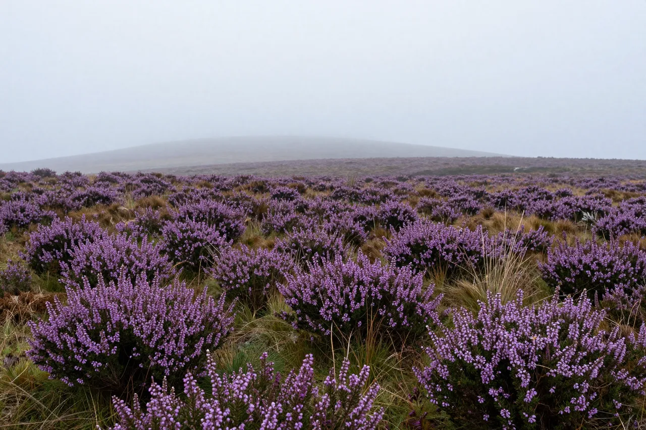 Dense purple heather covers a moorland plain beneath thick, hazy overcast fog