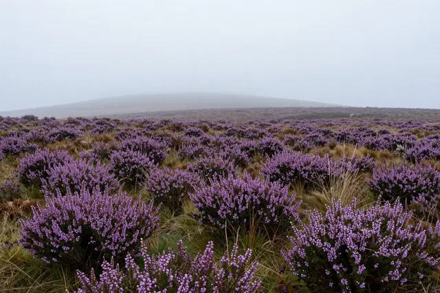 Dense purple heather covers a moorland plain beneath thick, hazy overcast fog