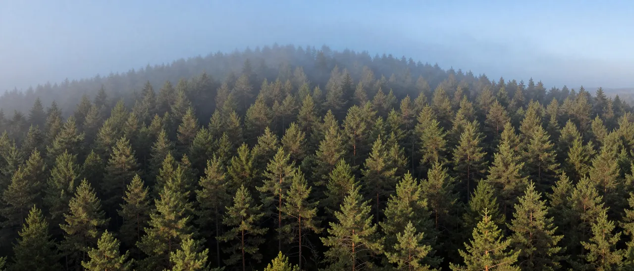 Aerial ultrawide view of fog drifting over a dense pine forest in soft pale blue morning light