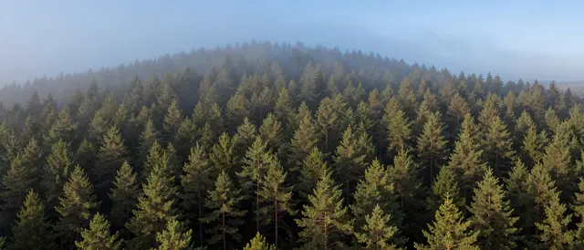 Aerial ultrawide view of fog drifting over a dense pine forest in soft pale blue morning light
