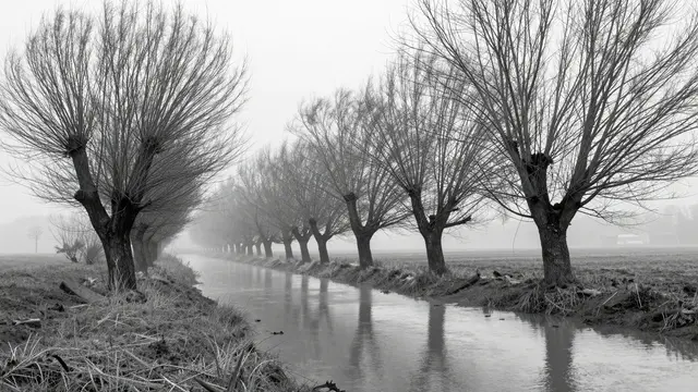 Black and white view of pollarded willow trees lining a calm flooded ditch in thick winter fog