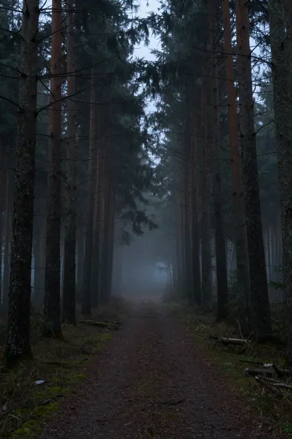 A narrow dirt path winds through a misty dense spruce forest under dark overcast dusk light