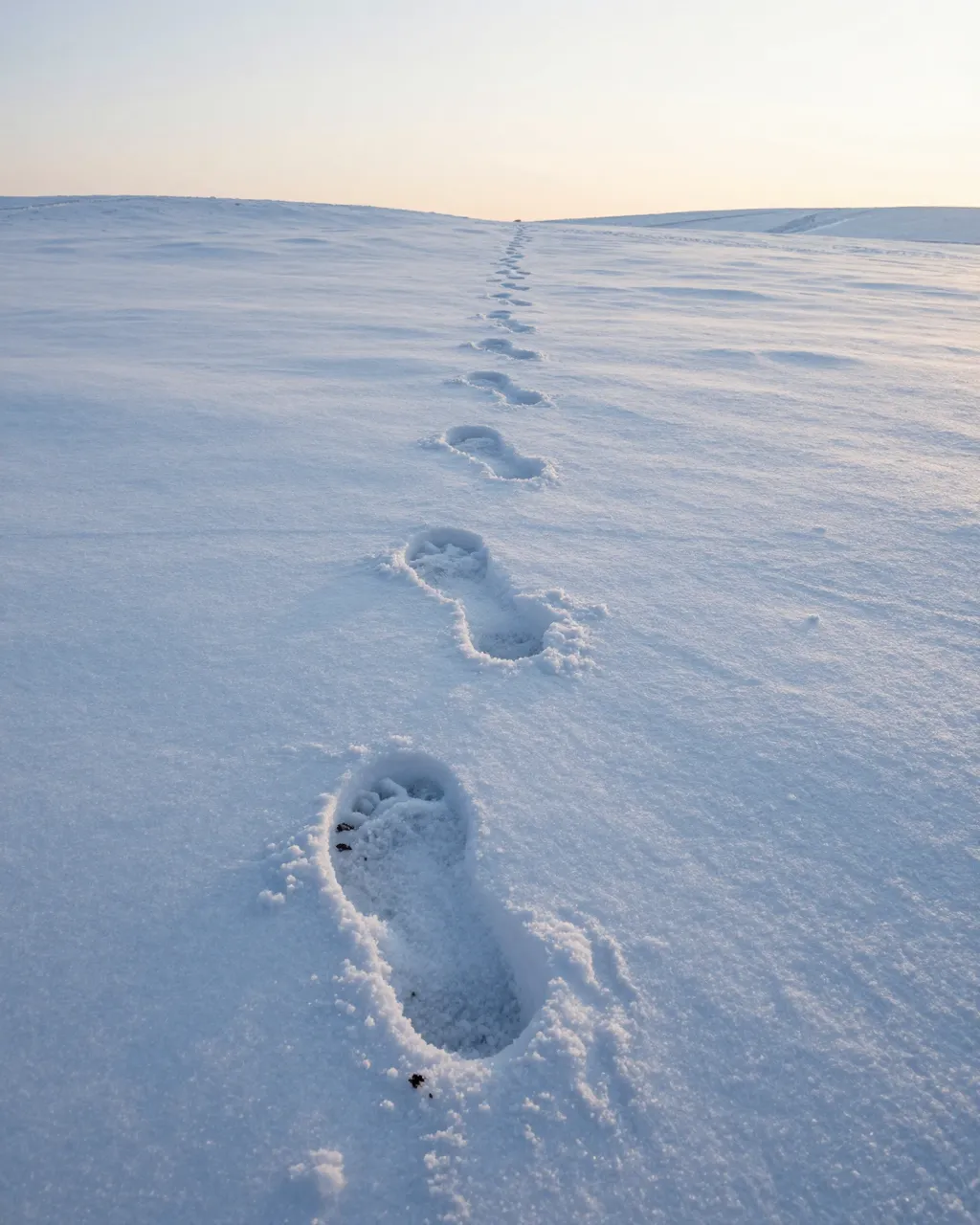 Fresh footprints stretch across untouched snowy ground toward a pale dawn sky on a open plain