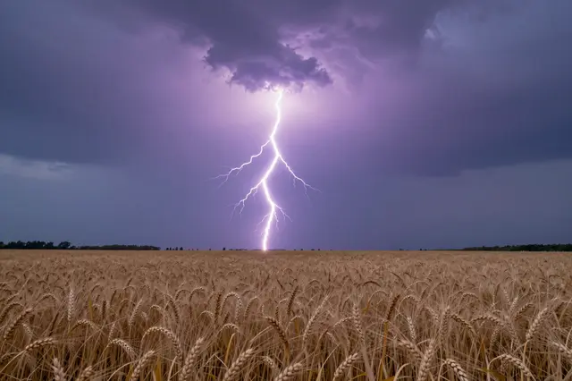 Bright forked lightning strikes above a ripe wheat field under stormy purple dusk clouds