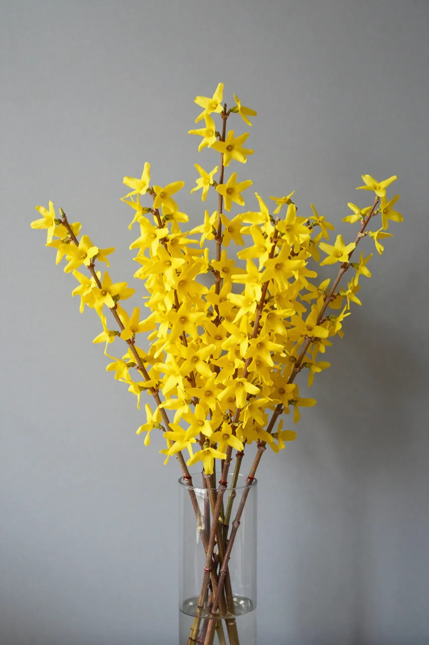 Bright yellow forsythia blooms arranged in a tall clear vase against a plain gray wall